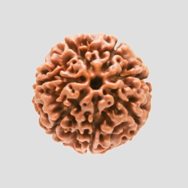 7-Mukhi-Rudraksha-Gautam-Astro